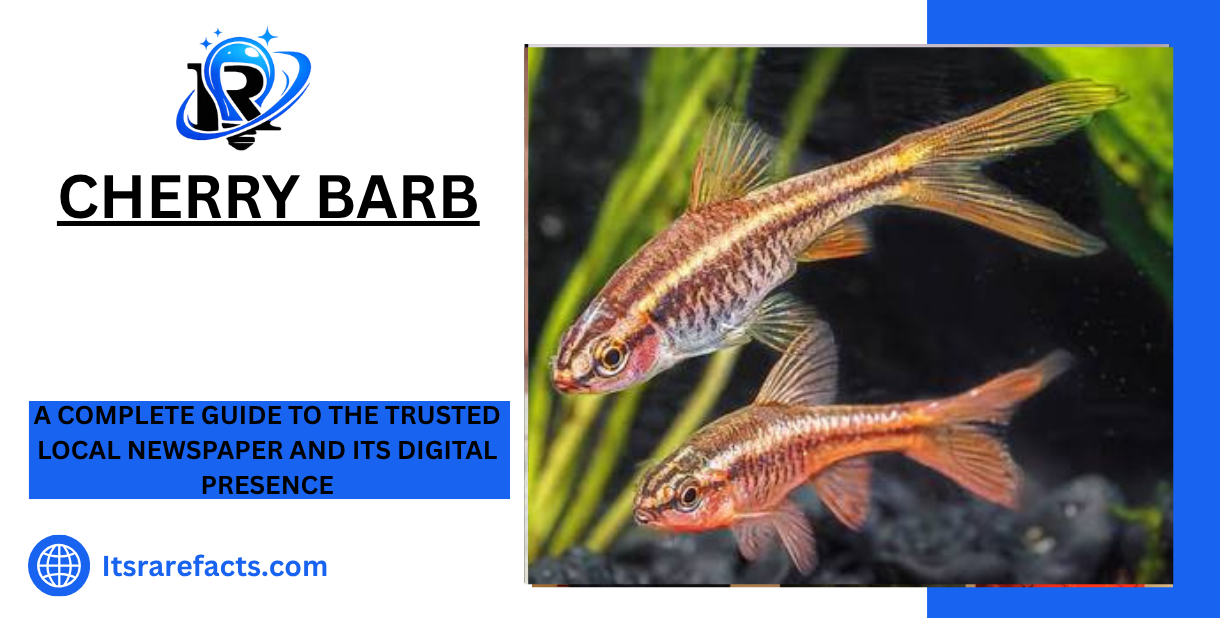 Cherry Barb The Complete Guide to Keeping This Colorful Freshwater Fish Happy and Healthy